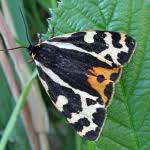 Attēlu rezultāti vaicājumam “Parasemia plantaginis female”