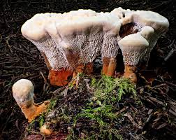 Attēlu rezultāti vaicājumam “Hydnellum aurantiacum”