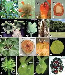 Attēlu rezultāti vaicājumam “Urtica dioica fruit”