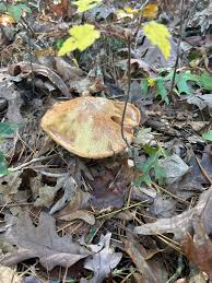 Attēlu rezultāti vaicājumam “Vibrissea decolorans”