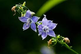 Image result for Campanula americana