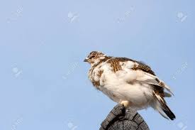 Attēlu rezultāti vaicājumam “Lagopus lagopus female”