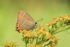 Attēlu rezultāti vaicājumam “Satyrium w-album”