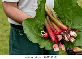 Attēlu rezultāti vaicājumam “Rheum rhabarbarum leaf”