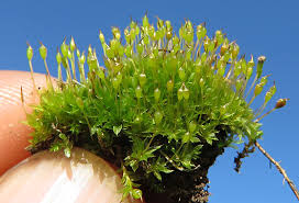 Attēlu rezultāti vaicājumam “Tortula truncata sporophyte”