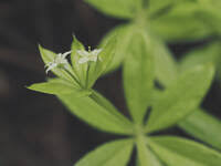 Attēlu rezultāti vaicājumam “Galium triflorum fruit”