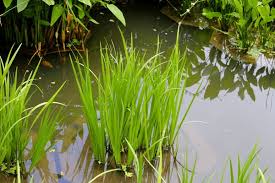 Image result for Acorus calamus