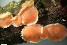 Attēlu rezultāti vaicājumam “Aleurodiscus amorphus”