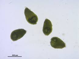 Attēlu rezultāti vaicājumam “Pohlia bulbifera”