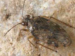 Attēlu rezultāti vaicājumam “Saldula saltatoria”