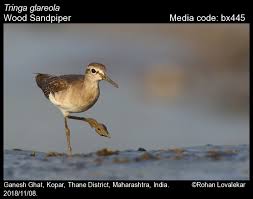 Attēlu rezultāti vaicājumam “Tringa glareola”