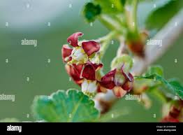 Attēlu rezultāti vaicājumam “Ribes nigrum flower”