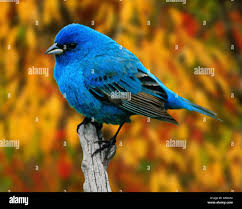 Image result for Passerina cyanea