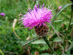 Image result for Centaurea nigra