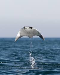 Image result for Mobula munkiana