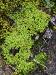 Attēlu rezultāti vaicājumam “Barbula unguiculata”