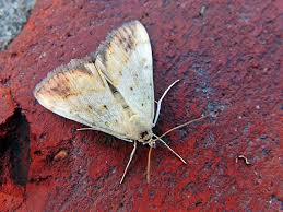 Attēlu rezultāti vaicājumam “Evergestis extimalis”