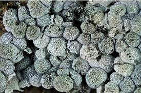 Attēlu rezultāti vaicājumam “Badhamia affinis macro”