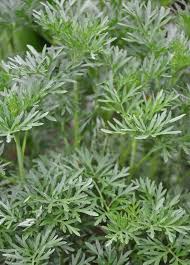 Image result for Artemisia absinthium
