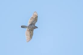 Image result for Goshawks G C