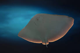 Image result for Gymnura altavela