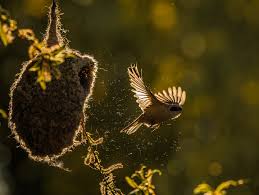Attēlu rezultāti vaicājumam “Remiz pendulinus nest”