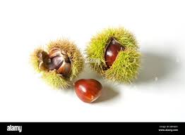 Attēlu rezultāti vaicājumam “Castanea sativa  fruit”