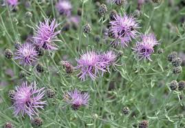 Attēlu rezultāti vaicājumam “Centaurea stoebe”