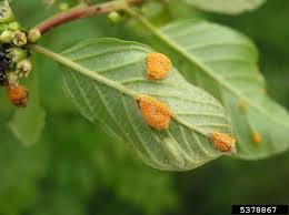 Attēlu rezultāti vaicājumam “Puccinia coronata”