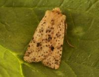 Attēlu rezultāti vaicājumam “Conistra rubiginea”