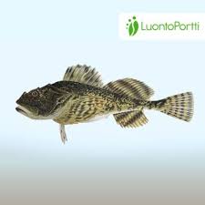 Image result for Myoxocephalus quadricornis