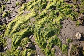 Attēlu rezultāti vaicājumam “Cladophora glomerata”