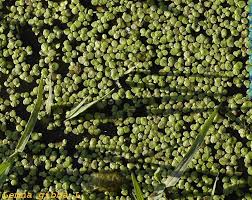 Attēlu rezultāti vaicājumam “Lemna gibba”