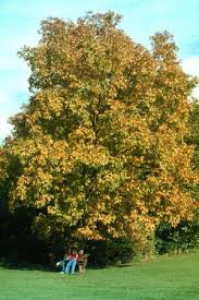 Attēlu rezultāti vaicājumam “Carya ovata”