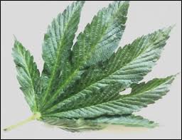 Attēlu rezultāti vaicājumam “Cannabis sativa leaf”