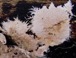 Attēlu rezultāti vaicājumam “Steccherinum fimbriatum”