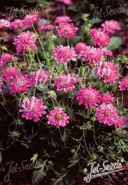 Image result for Scabiosa columbaria