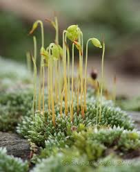 Attēlu rezultāti vaicājumam “Bryum pallens”