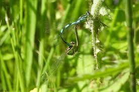 Attēlu rezultāti vaicājumam “Coenagrion hastulatum”
