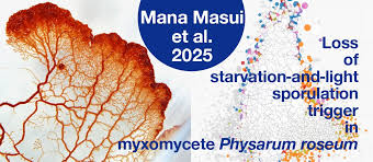 Attēlu rezultāti vaicājumam “Physarum xanthinum”