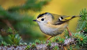 Attēlu rezultāti vaicājumam “Regulus regulus”