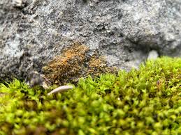 Attēlu rezultāti vaicājumam “Barbula unguiculata macro”