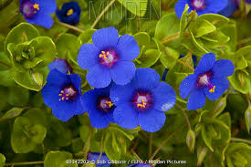 Attēlu rezultāti vaicājumam “Anagallis arvensis flower”