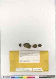 Attēlu rezultāti vaicājumam “Cynodontium strumiferum”