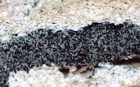 Attēlu rezultāti vaicājumam “Fuligo septica var. rosea spores”