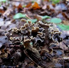 Attēlu rezultāti vaicājumam “Pseudocraterellus”