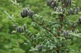 Attēlu rezultāti vaicājumam “Abies balsamea”