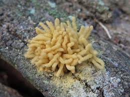 Attēlu rezultāti vaicājumam “Cribraria argillacea stalked”