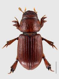 Attēlu rezultāti vaicājumam “Aegialia arenaria”