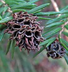 Attēlu rezultāti vaicājumam “Sacchiphantes abietis”